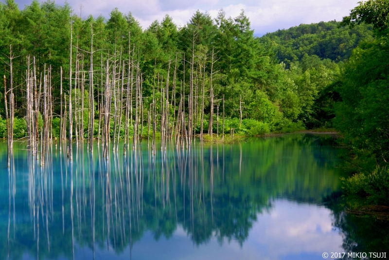 絶景探しの旅 - 0280 青い池に映える (北海道 美瑛町）