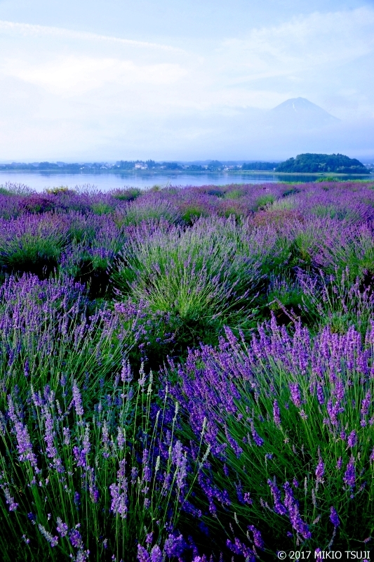 絶景探しの旅 - 0289 富士山とラベンダー (大石公園/山梨県 富士河口湖町）