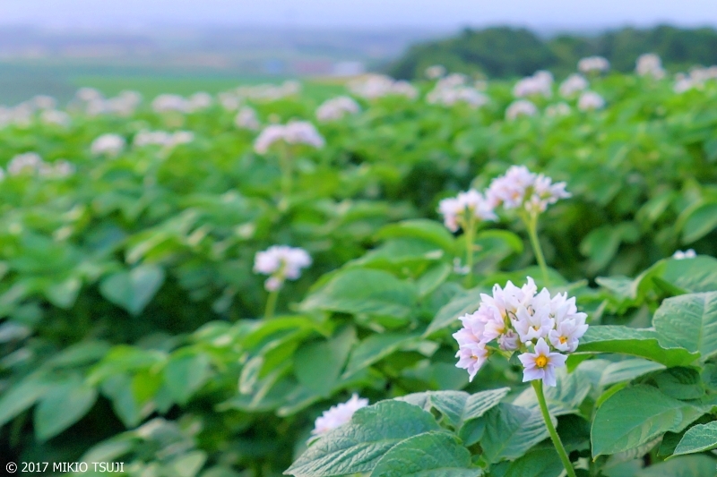 絶景探しの旅 - 0300 ジャガイモの花畑 （パレットの丘 北海道 千歳市）