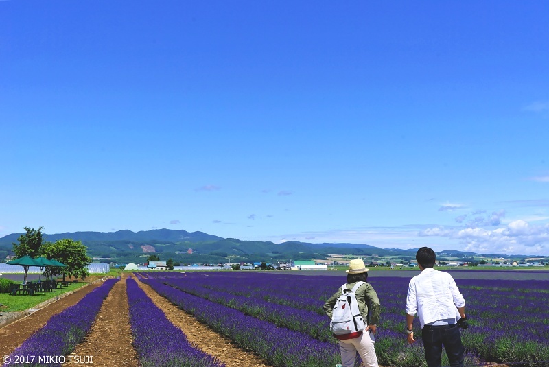 絶景探しの旅 - 0305 日本最大級のラベンダー畑（ファーム富田イースト/北海道 上富良野町）